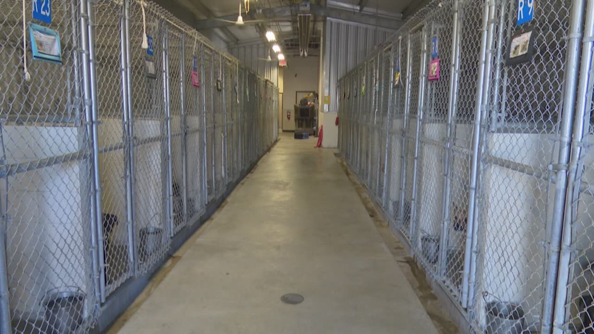 KHOU 11 reporter Brandi Smith looks into what pet owners and those who don't own pets can do to help with the overcrowded animal shelters in Houston.