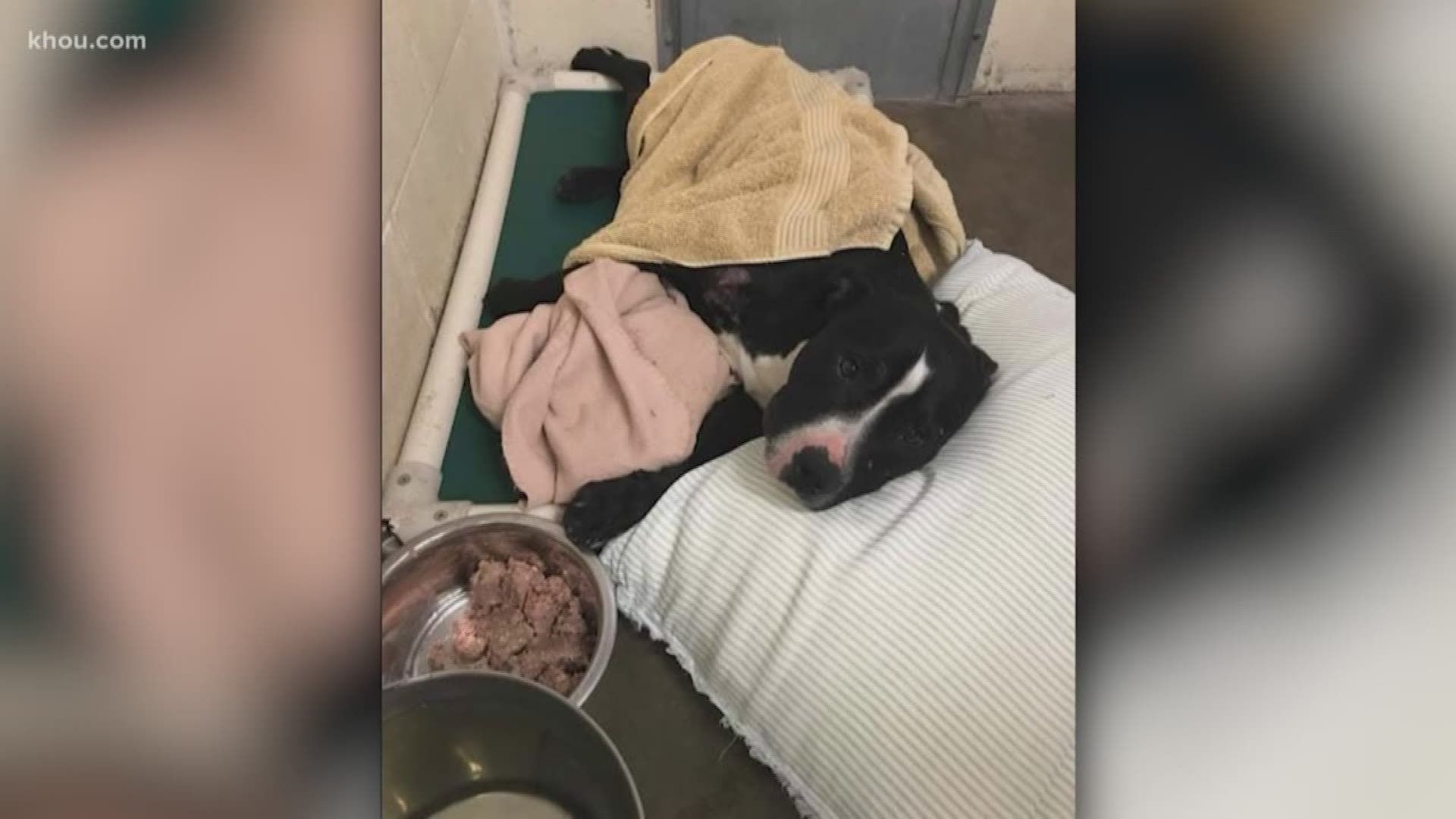 Valor had been shot four times and found abandoned in Sugar Land.