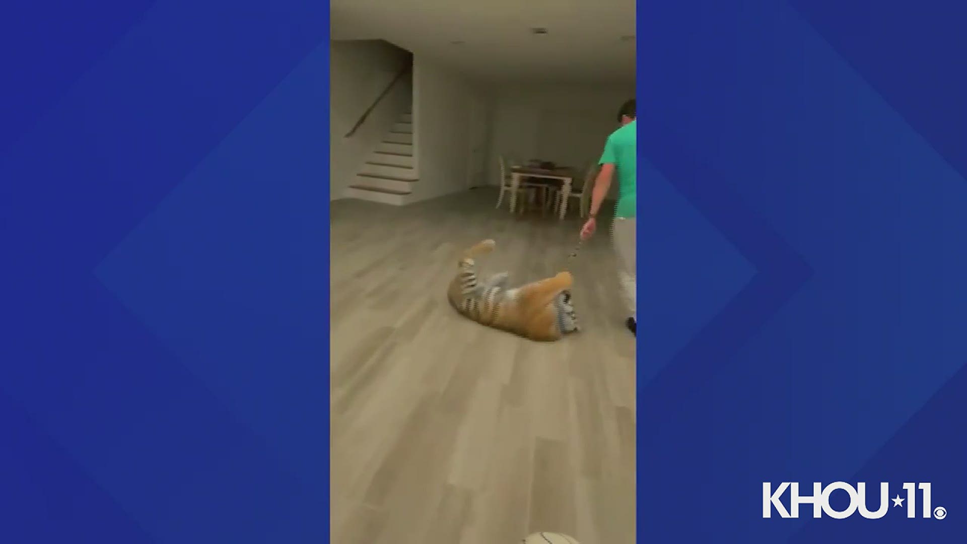 The attorney of Victor Cuevas, 26, provided a video of his client playing indoors with India the tiger. The attorney says Cuevas was the animal's caretaker.