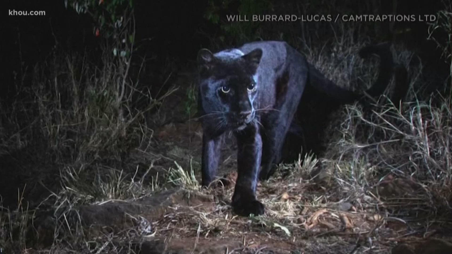 Remote cameras in Kenya captured photos of rare black leopards.