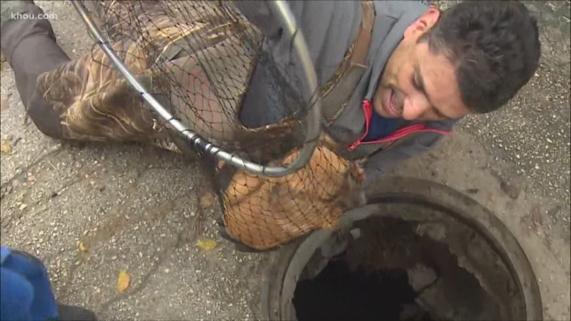 Frantic animal lovers rescued two frightened puppies Monday that had been trapped in a north Houston storm drain for days. Cameras were rolling and cheers erupted when the little dogs were lifted out of the drain, several minutes apart. An Oakland A's pit