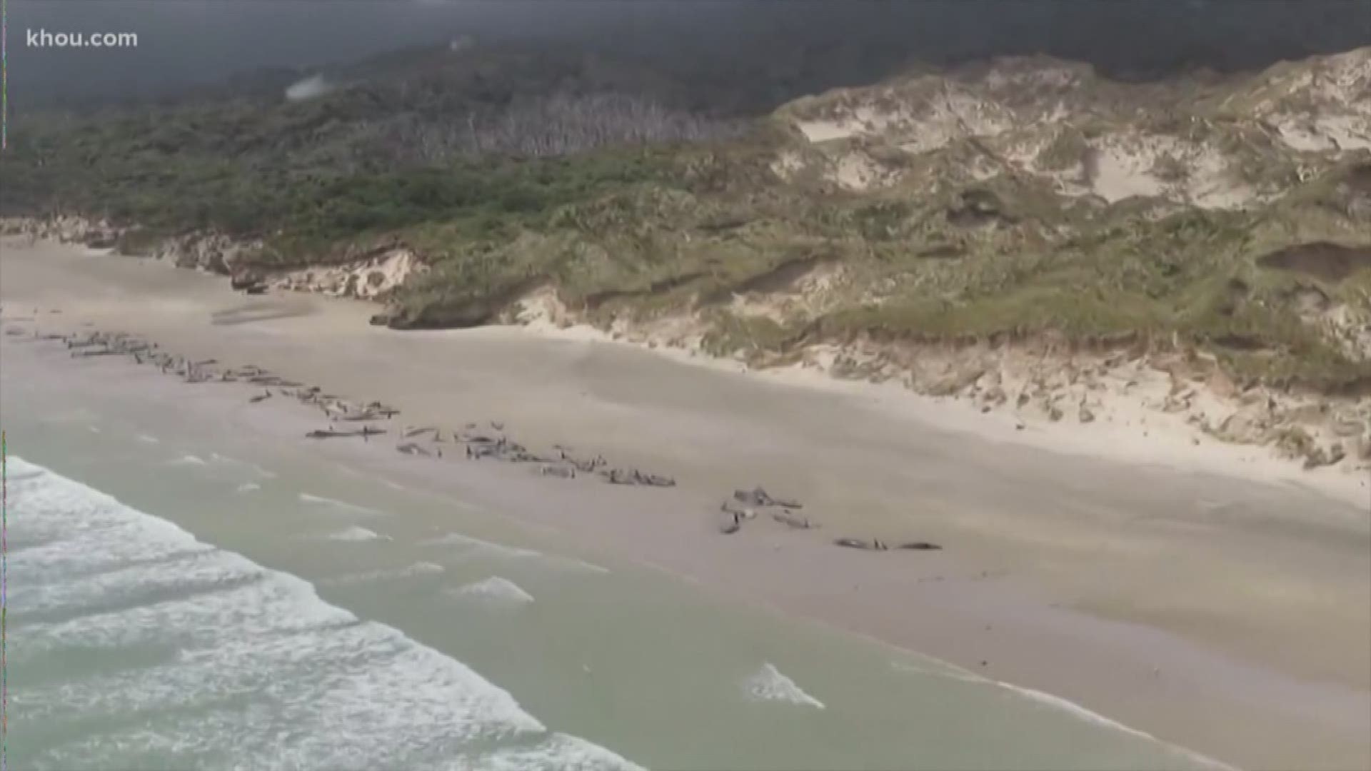 Pilot whales, 145 of them, that washed ashore on a southern New Zealand beach have died. Many were euthanized by conservation workers.
