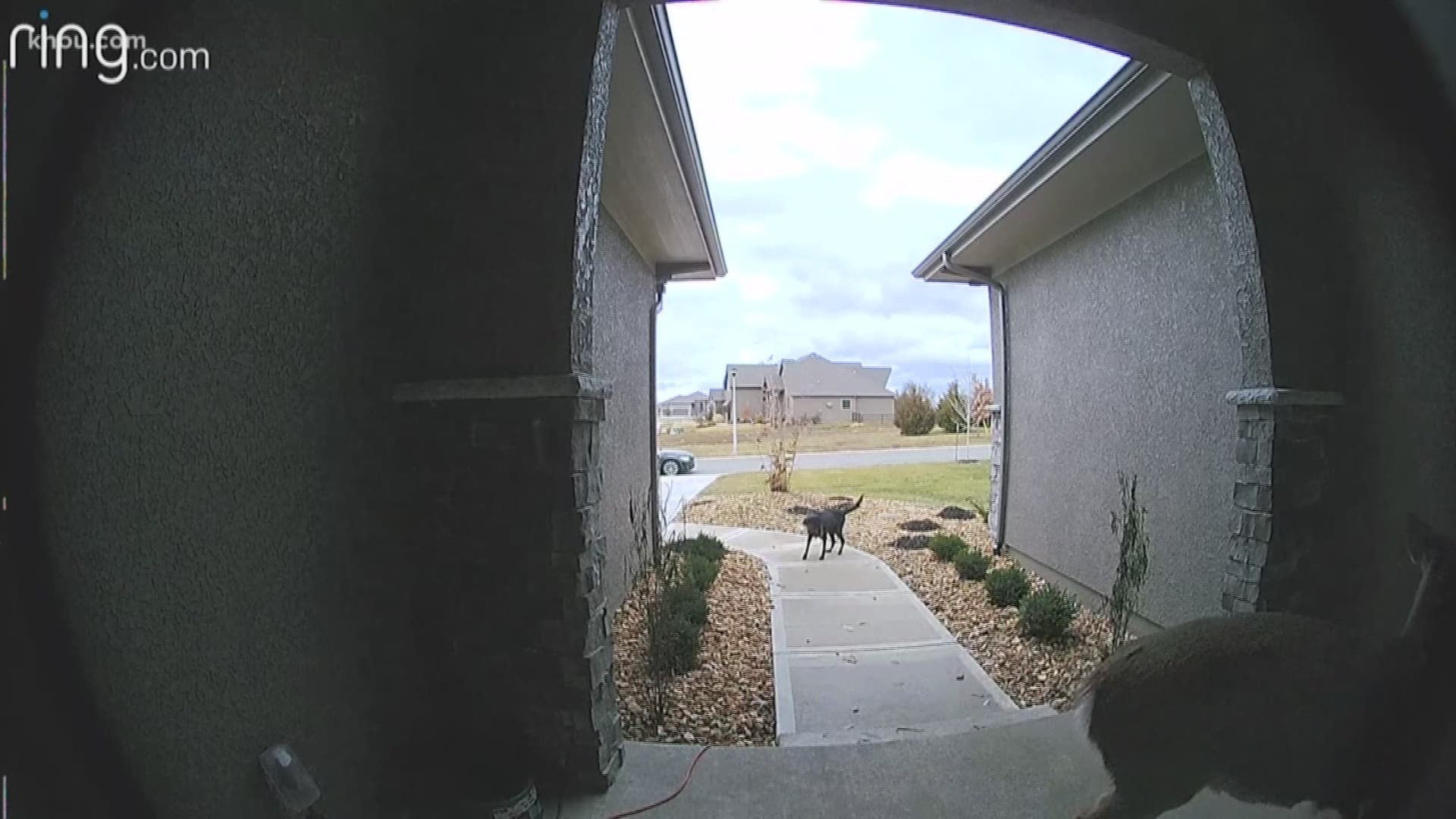 A Ring doorbell camera caught video of a deer jumping over a dog in Olathe, Kan.