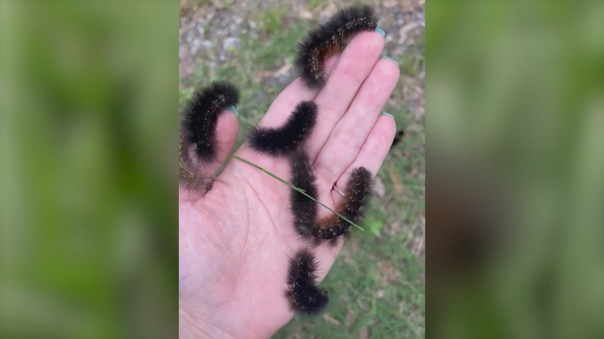 The saltmarsh caterpillars are one of eight types of woollybear caterpillars named for the fur or fuzz that covers their little bodies.