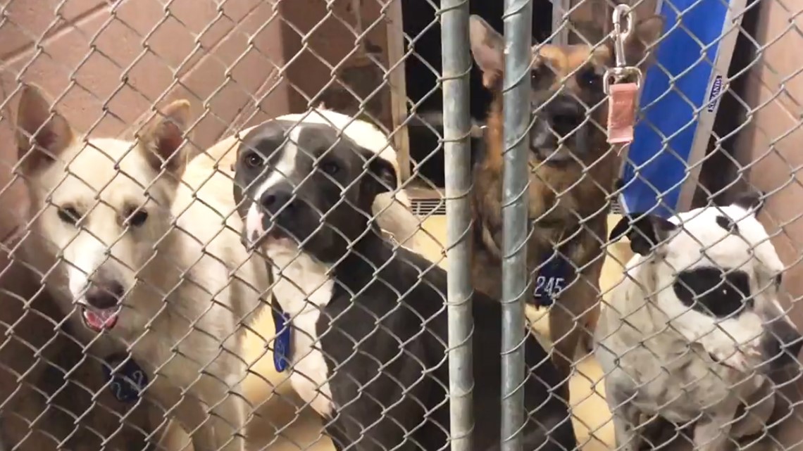 The Harris County Animal Shelter says it took in 200 cats and dogs in 48  hours 