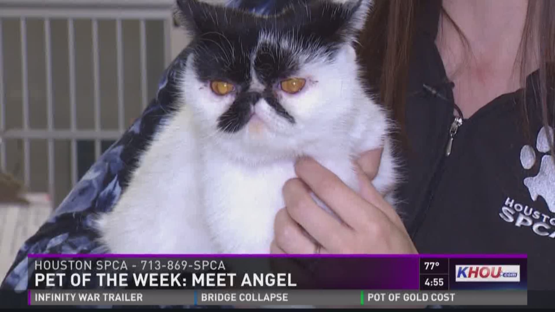 Our Pet of the Week is an exotic short-hair named Angel. The breed is called the "Lazy Man's Persian" because you don't have to brush them as often. She is a lap cat that needs a loving home. For more, go to houstonspca.org