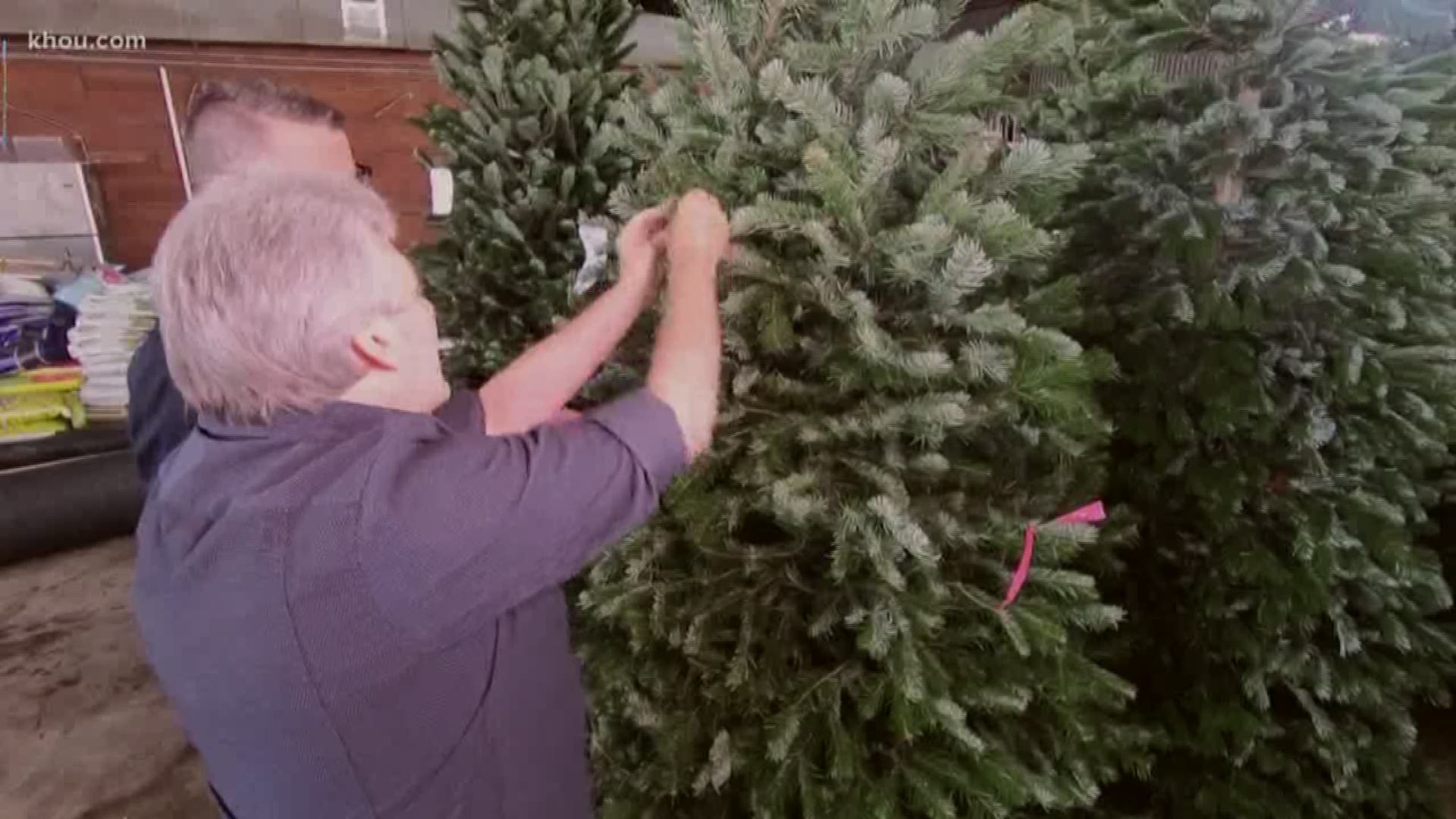 National Tree & Shrub owner Richard Devine shares tips on how to spot a bad Christmas tree and how to make your tree last through the holidays.