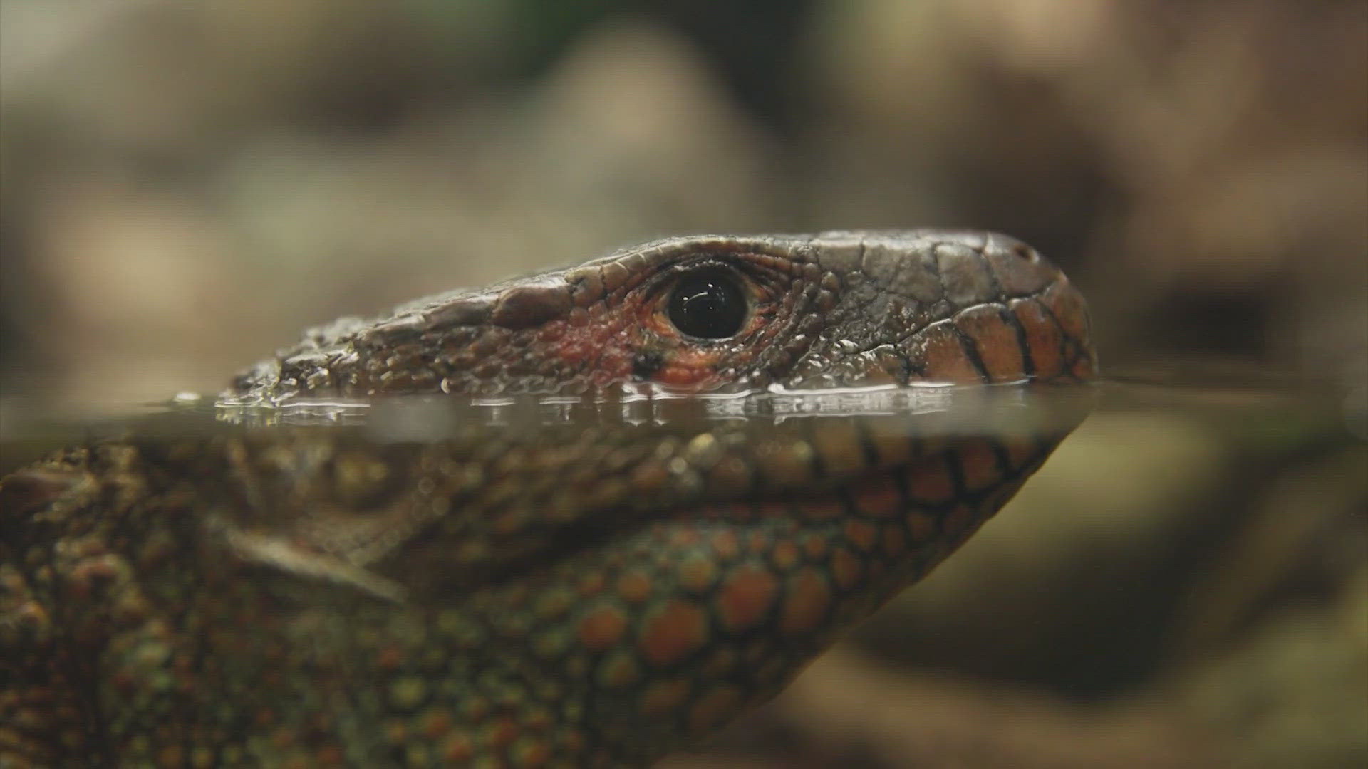 A reptile beat a rare form of cancer at the Houston Zoo. The lizard is back in his habitat after treatment.