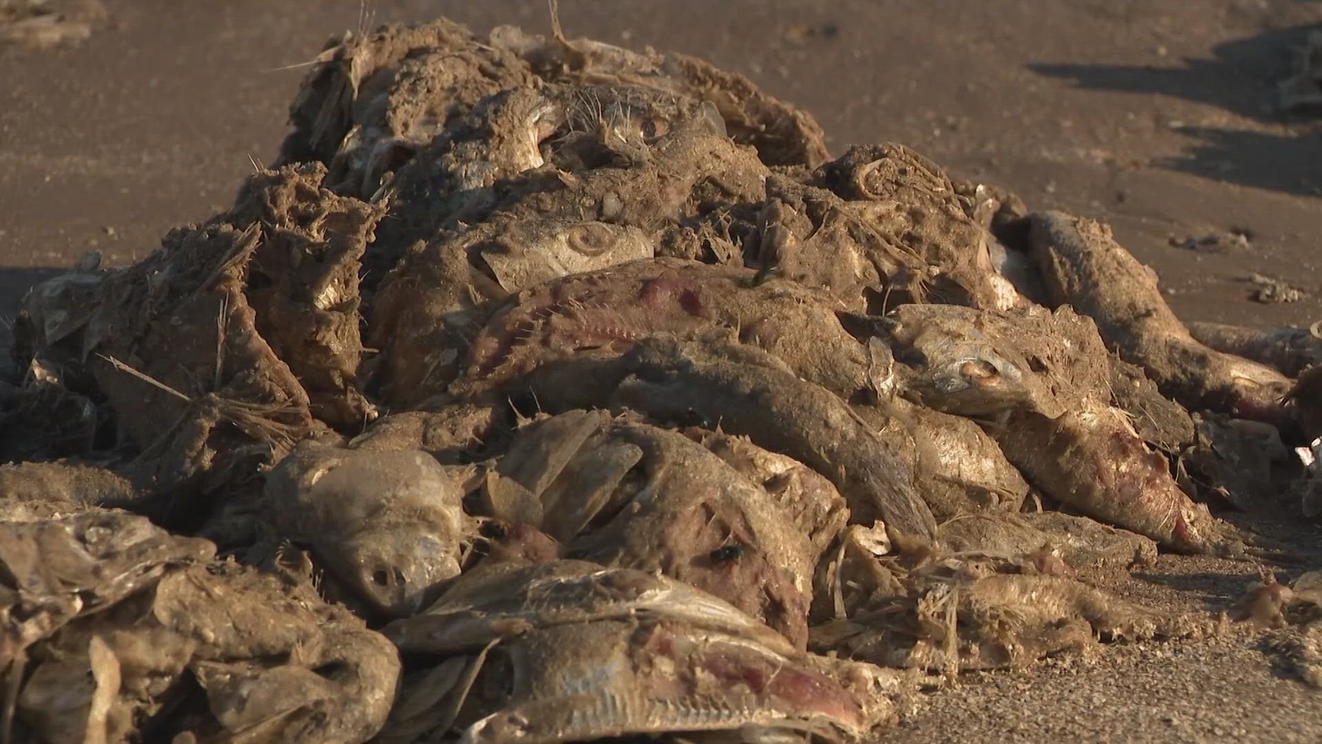 A video posted on social media shows hundreds -- and we mean hundreds -- of fish washed ashore on Bryan Beach in Freeport, Texas.