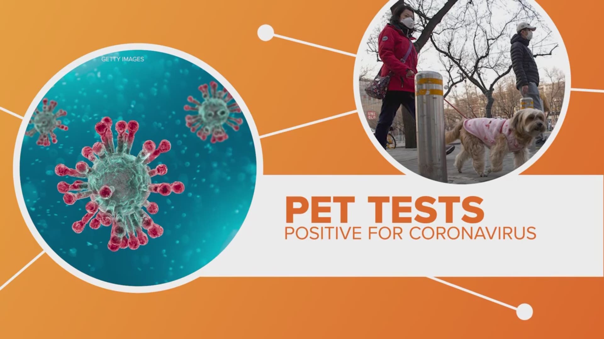 Pet dog tests 'weak positive' for COVID19 in Hong Kong