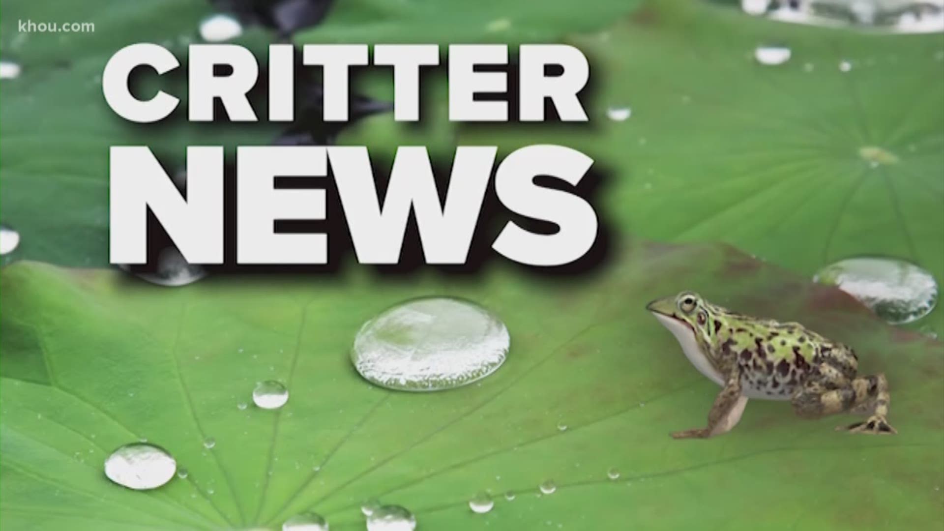 Let's see what wild adventures we can find in this edition of "critter news."