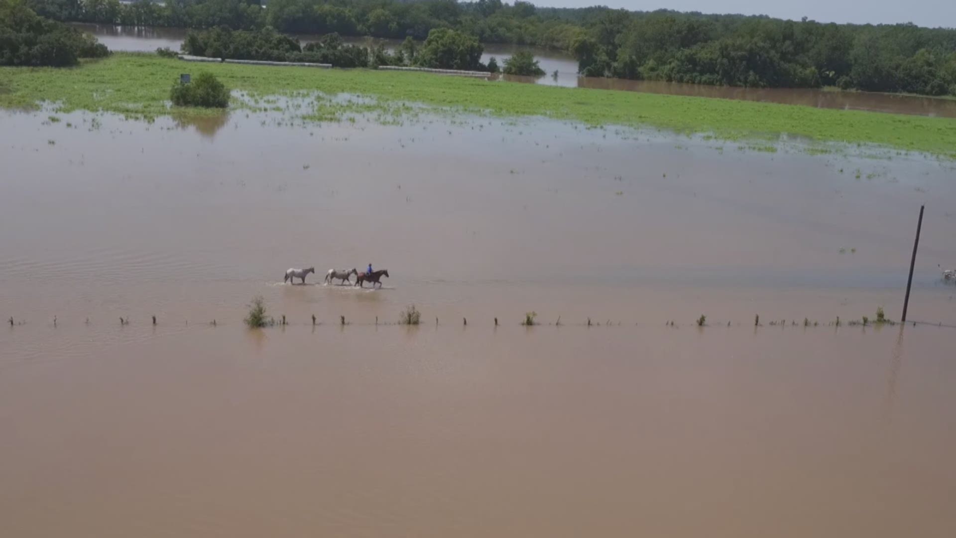 Jessi Kopp, who works in Houston, is one of several volunteers saving more than 30 horses from flood waters in Wharton County.