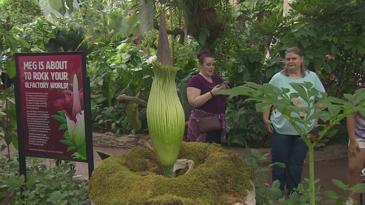 Corpse Flower at Houston Museum of Natural Science promises to live up to name