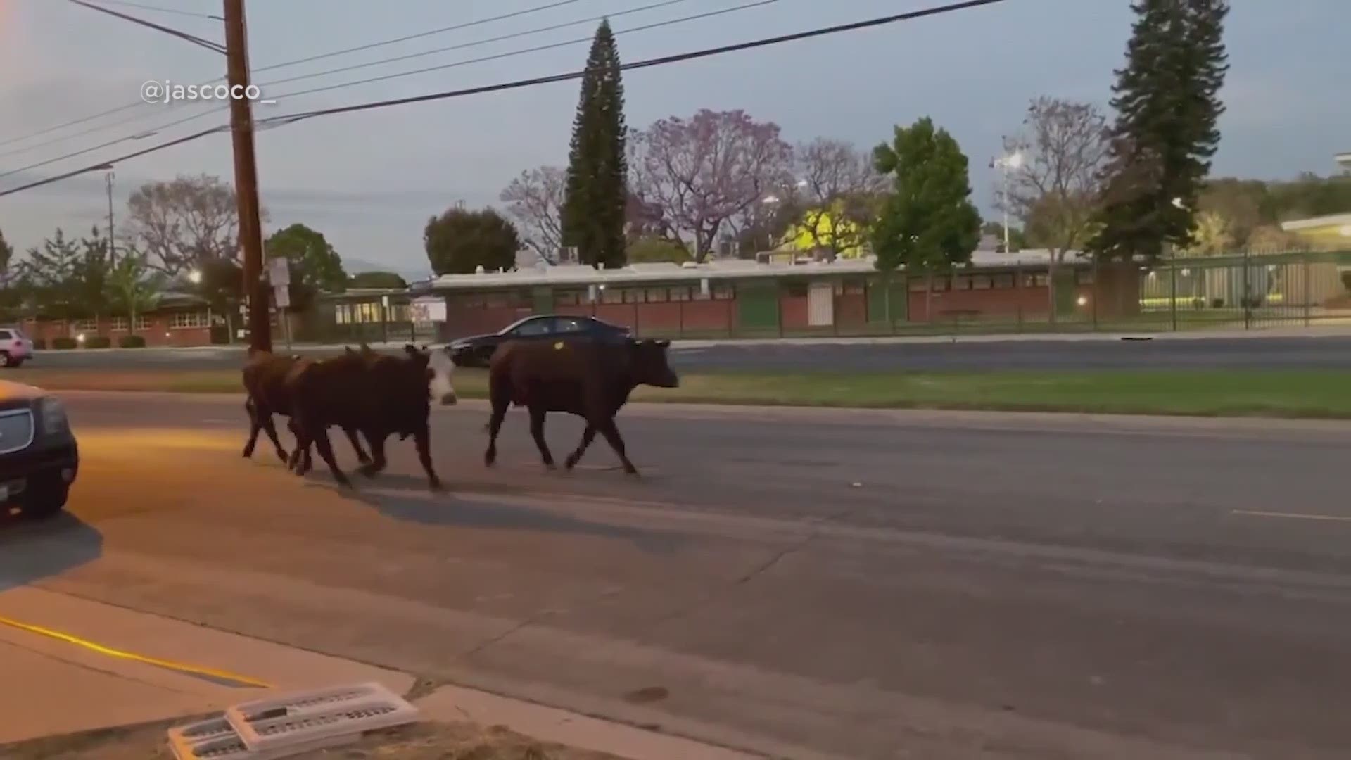 Video shows the herd running down the middle of a street before one of them was shot after it charged a family and knocked one person over.