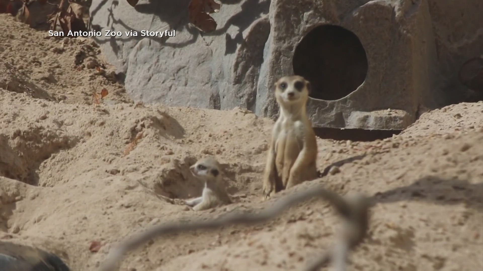 The video from the zoo shows the pups poking their heads out of the ground.