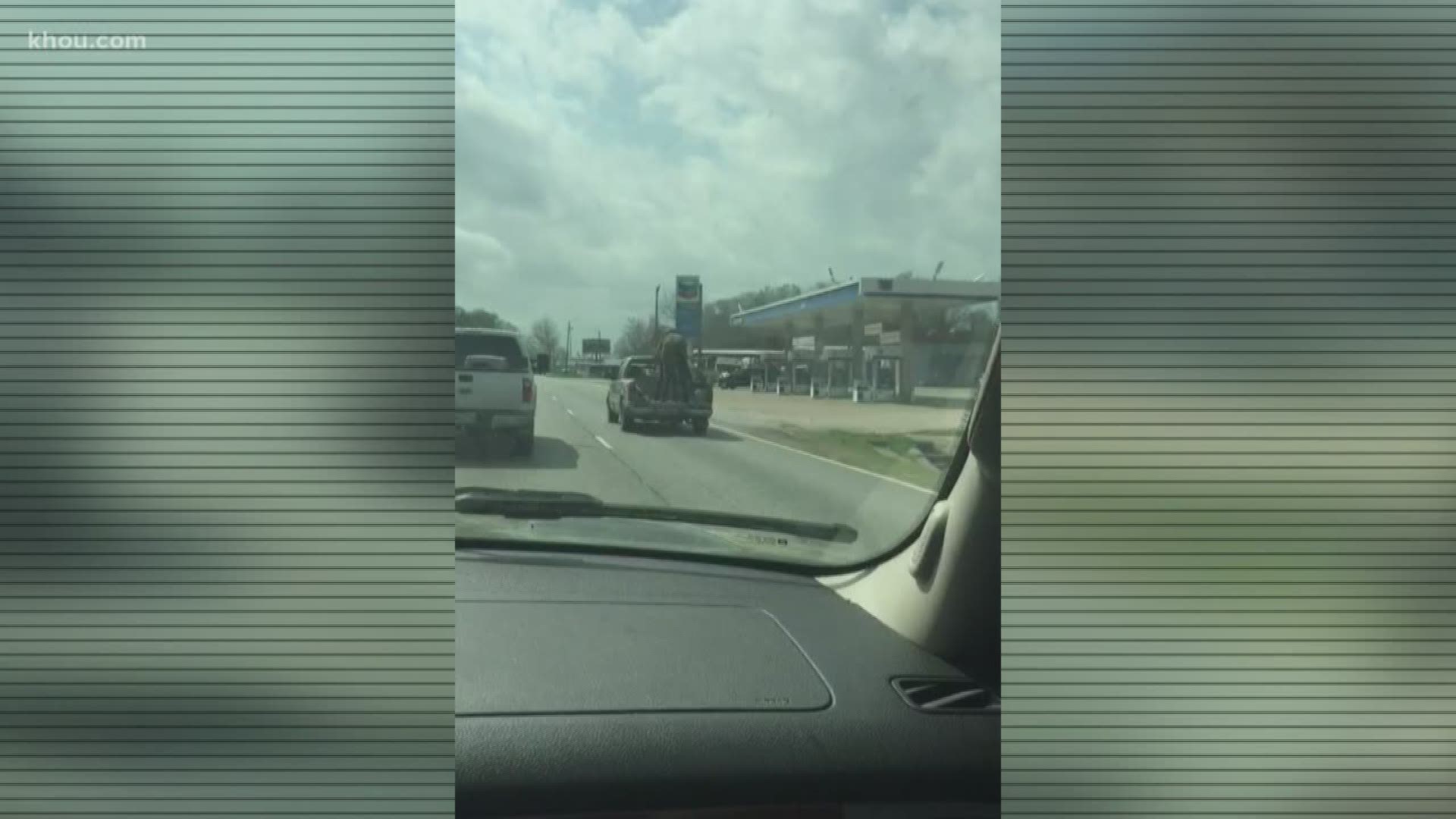 Someone in Texas was caught on video over the weekend transporting a horse in the back of a regular pickup truck. Not in a trailer - in the bed of the truck.