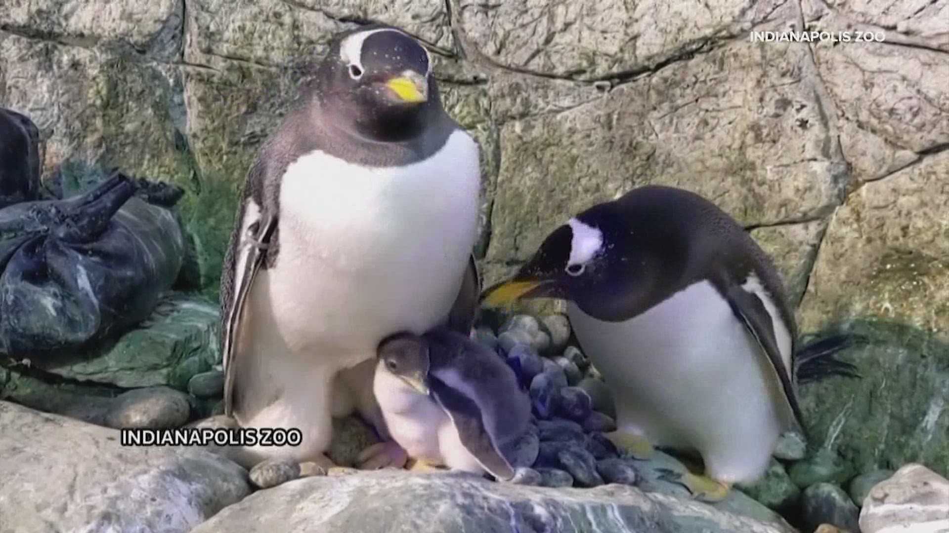 Same-sex penguin caring for chick at Indianapolis Zoo