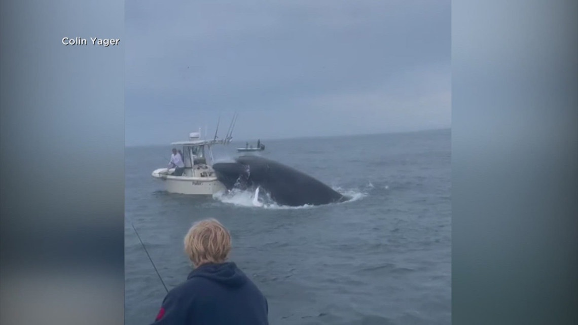 Caught on camera: Breaching whale flips boat | khou.com