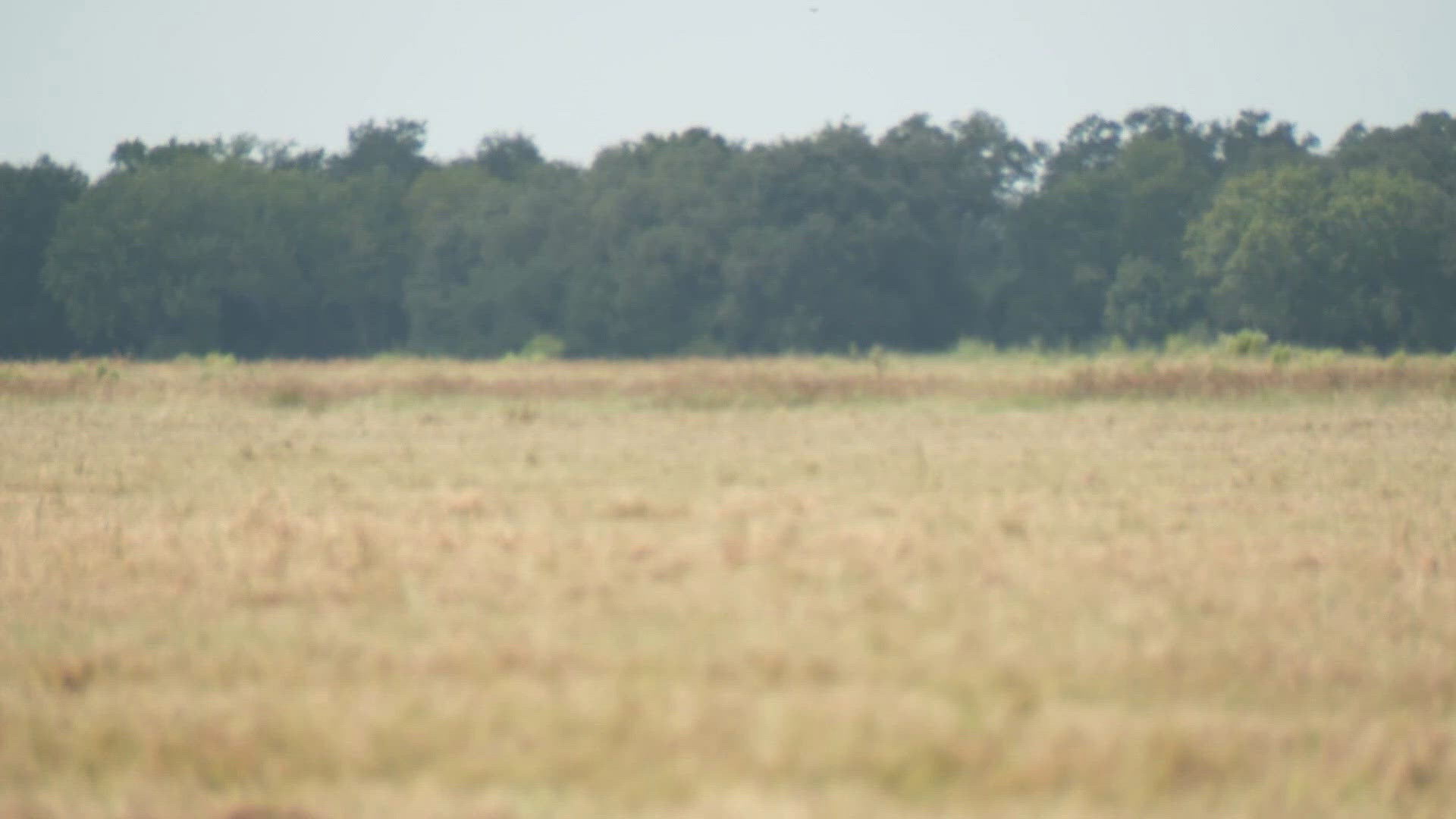 HCSO drone finds missing 74-year-old man dead in dense woods near Katy