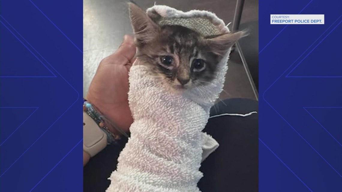 Freeport police officer crawls into storm drain to save stranded kitten ...