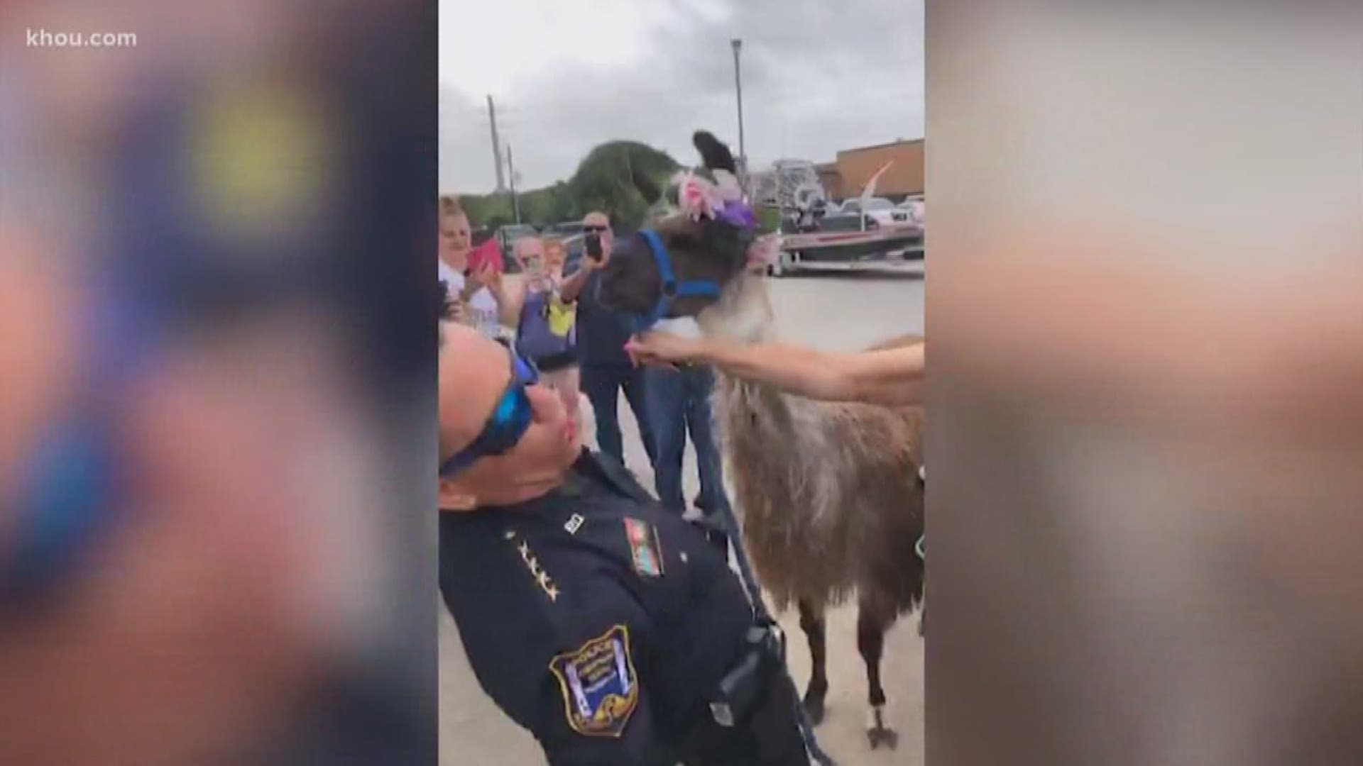 Abigail Arias had another big moment Tuesday, this time involving the Freeport police chief and a llama.