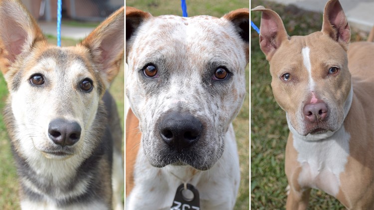 These dogs are available for adoption at the Harris County Animal ...