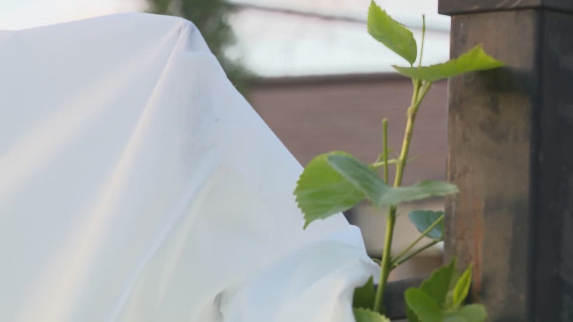 Houston, Texas How to care for plants after a freeze