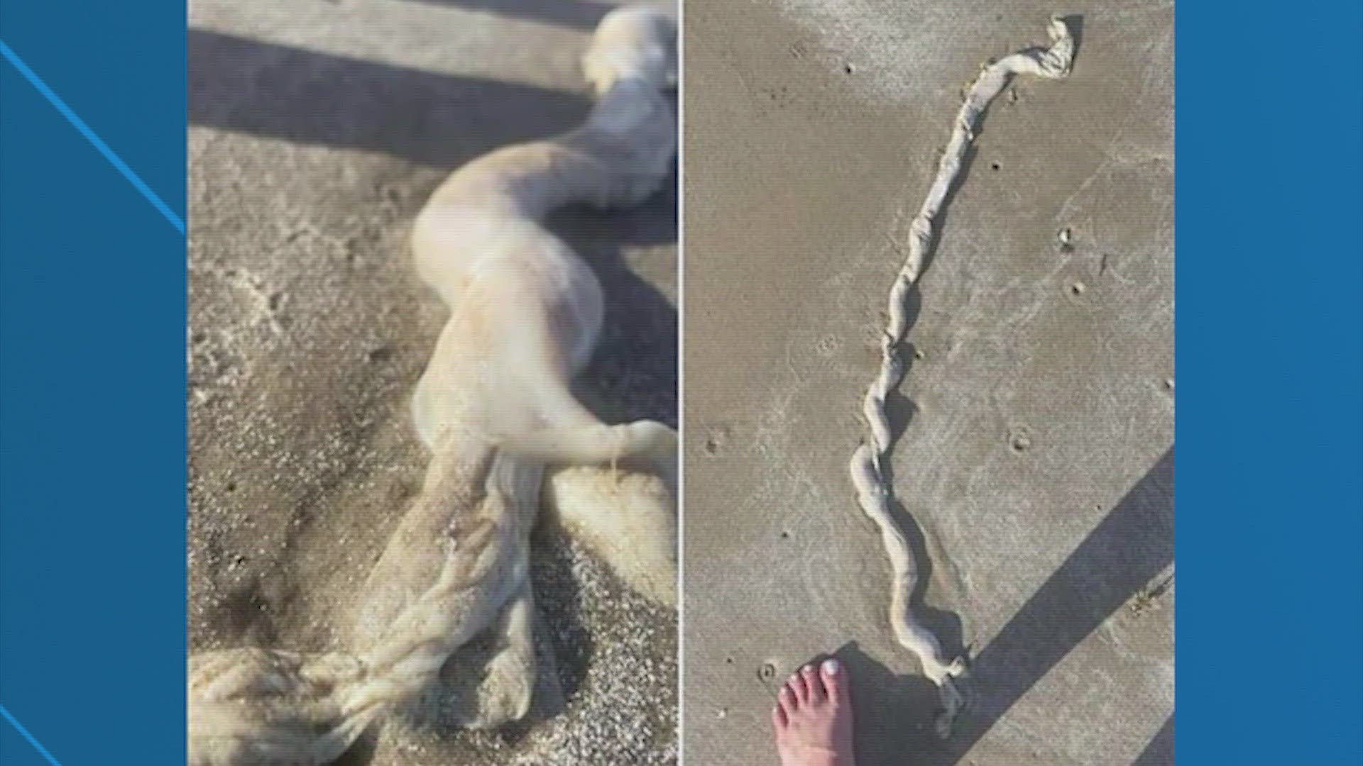 Julie Prejean snapped photos of the weird, white wormy thing she spotted on Crystal Beach last week. She shared them on Bolivar Beachcombers Facebook page to ask for