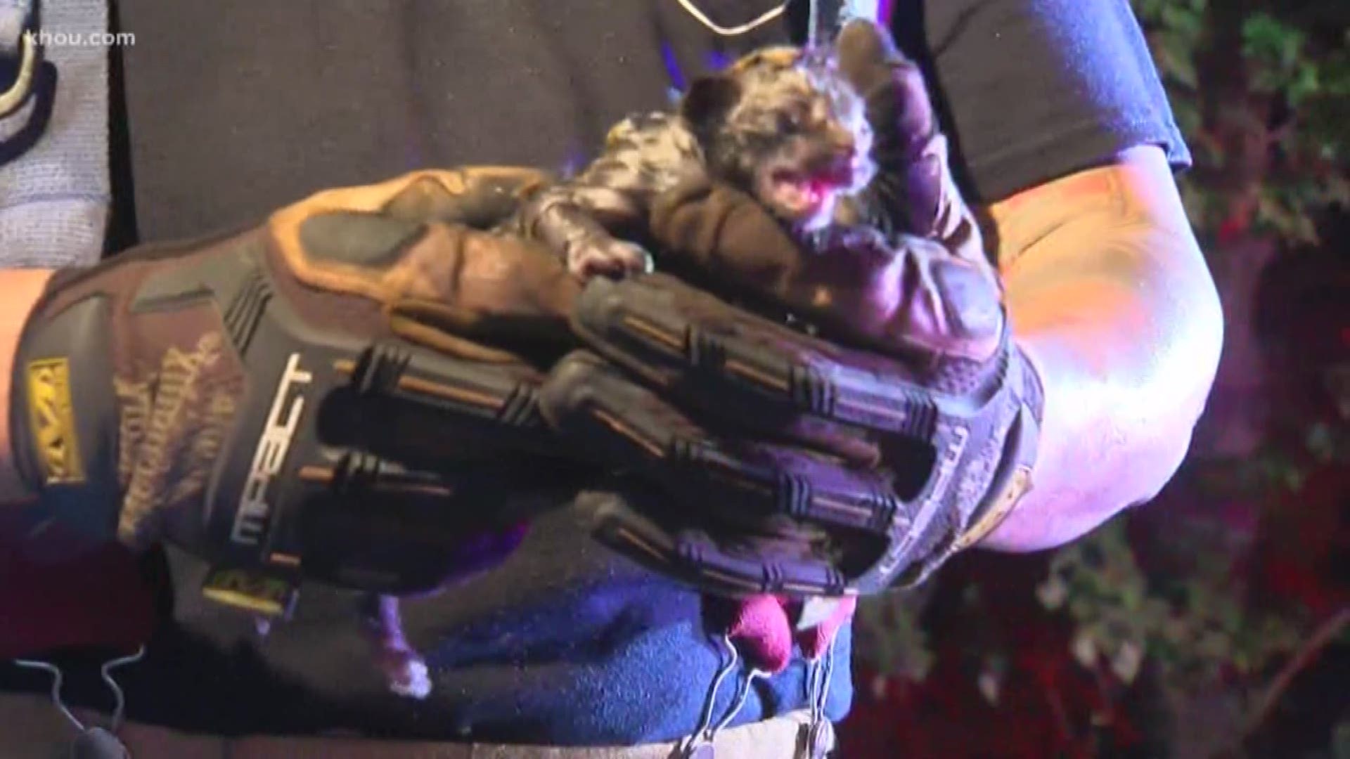 Firefighters rescue kitten from large fire in north Harris County ...