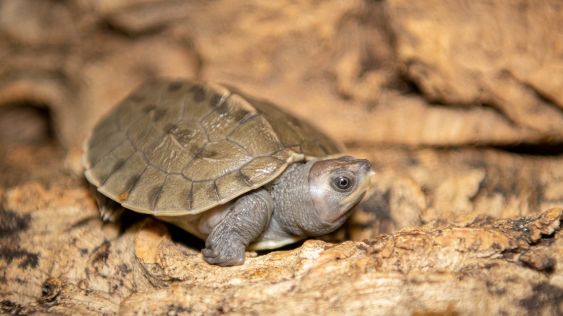 First Painted Terrapins Hatch at the Houston Zoo | khou.com