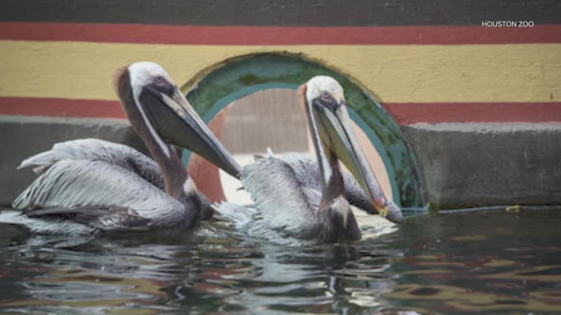 A four-inch gash was found in the mesh around the brown pelican habitat at the Children's Zoo.