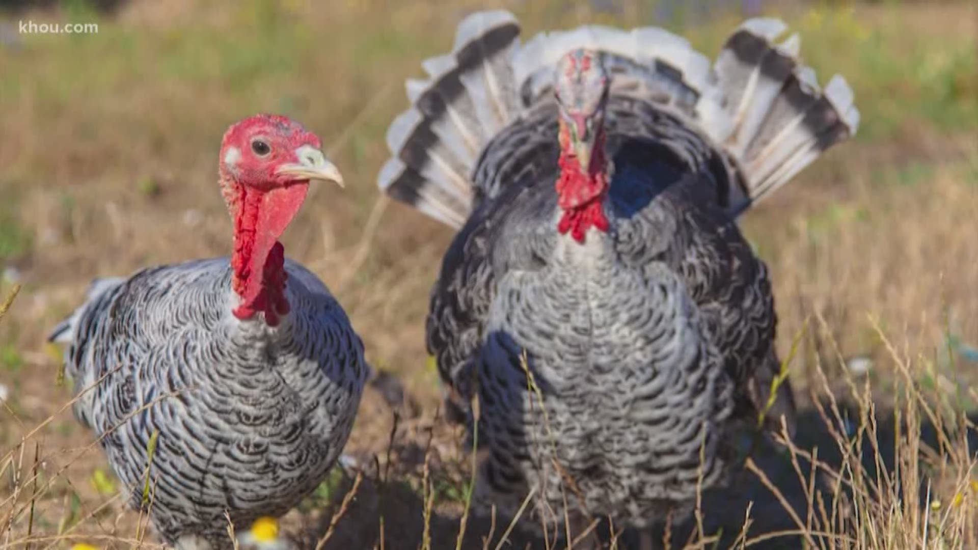 Turkey Day is the only time of the year when it's socially acceptable to eat, and only eat. The National Turkey Federation says 88 percent of Americans will take in a little turkey on Thanksgiving.