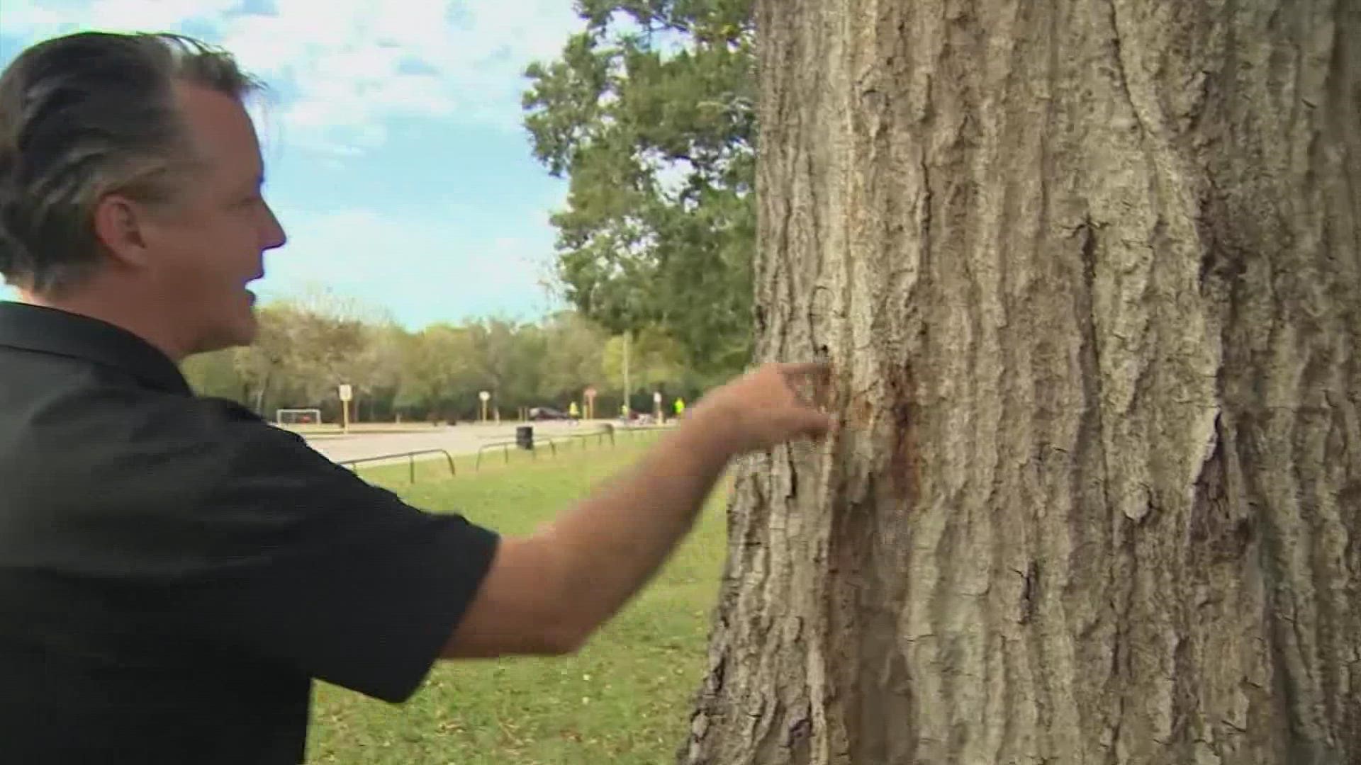 Curt Smith with Davey Tree Expert Co. explains signs that you may have a zombie tree and why it could be dangerous.