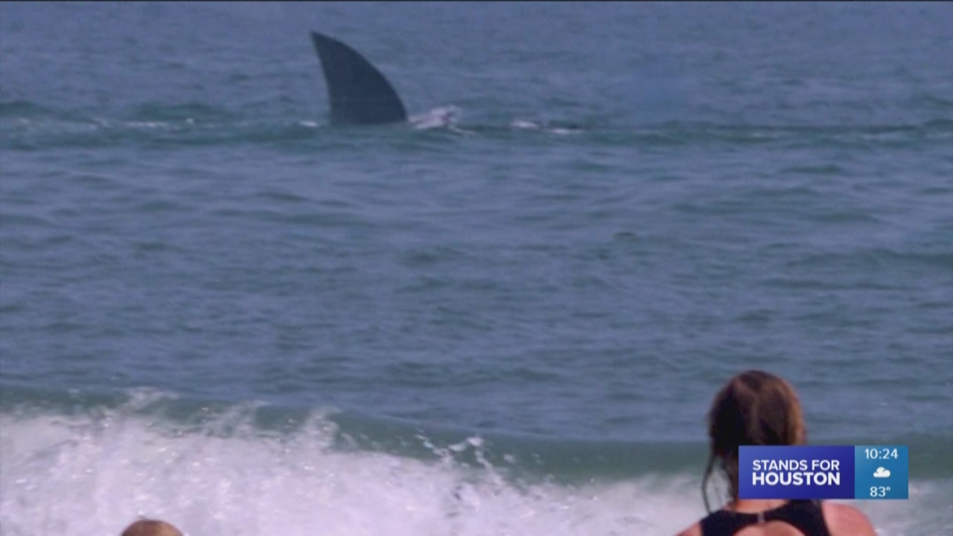 Shark attacks have long inspired fears and phobias when it comes to taking a dip off into the deep blue. But what the numbers actually show is they aren't that common, especially in Texas.