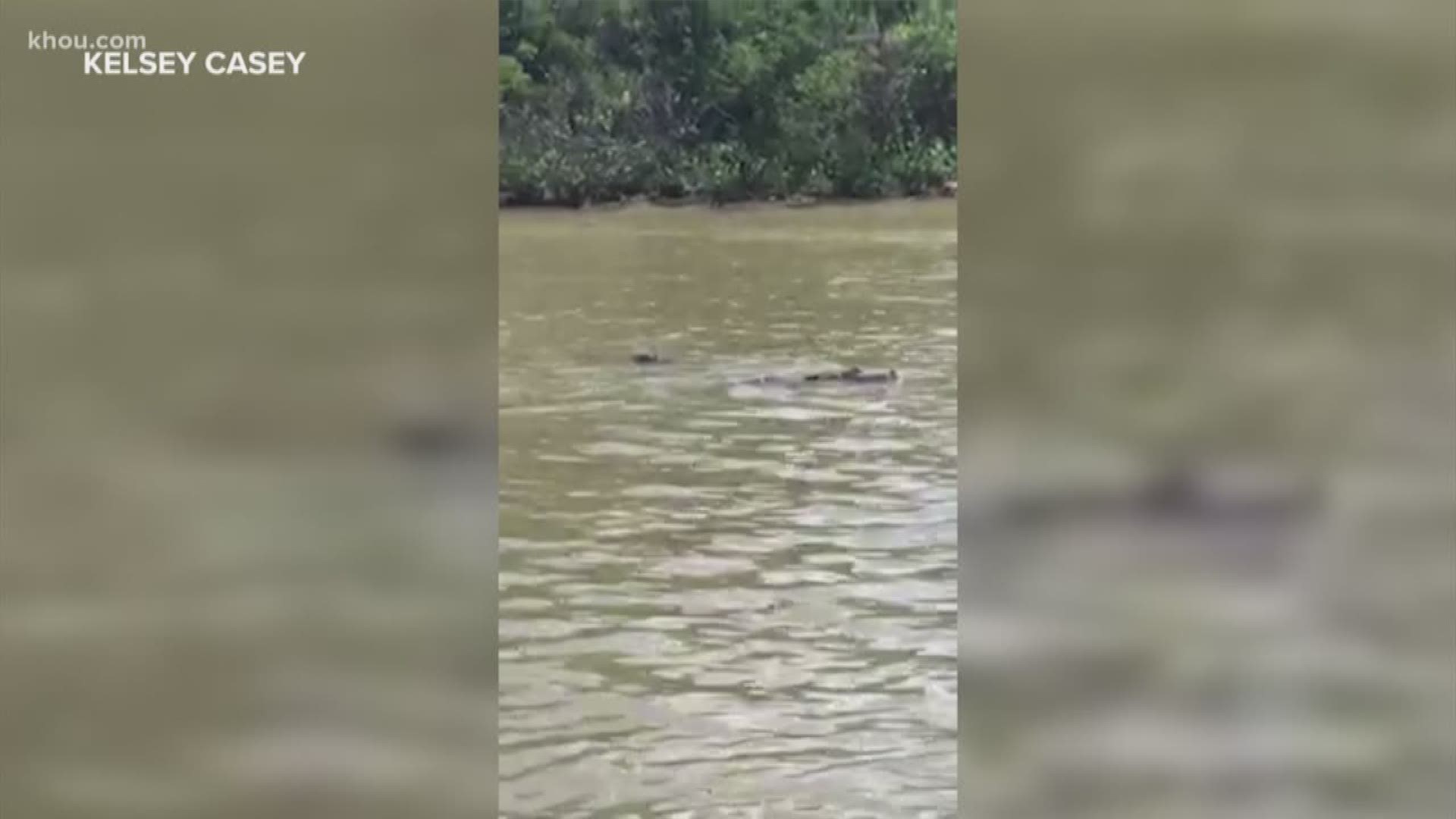 A KHOU 11 viewer spotted a gator in Lake Conroe!