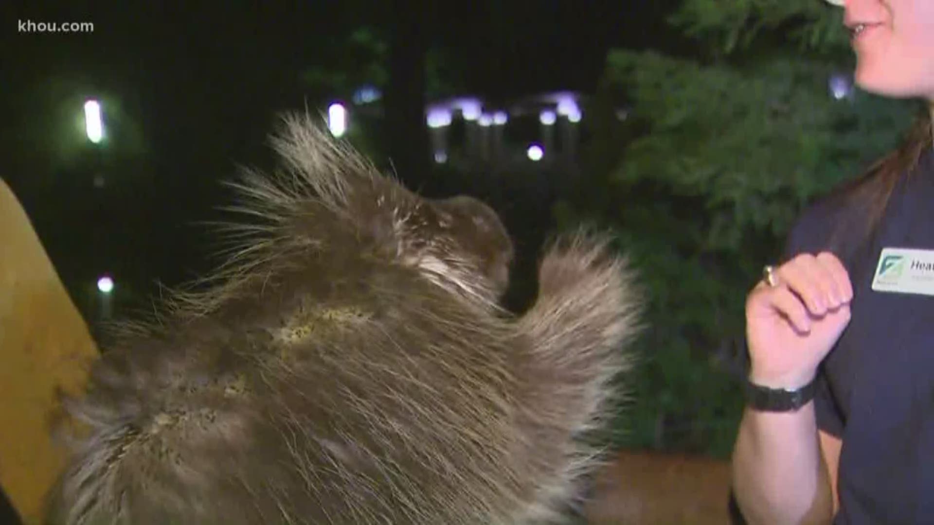 Come out and meet Ernie the porcupine at the new Texas Wetlands at the Houston Zoo opening Friday. Ruben Galvan has more.