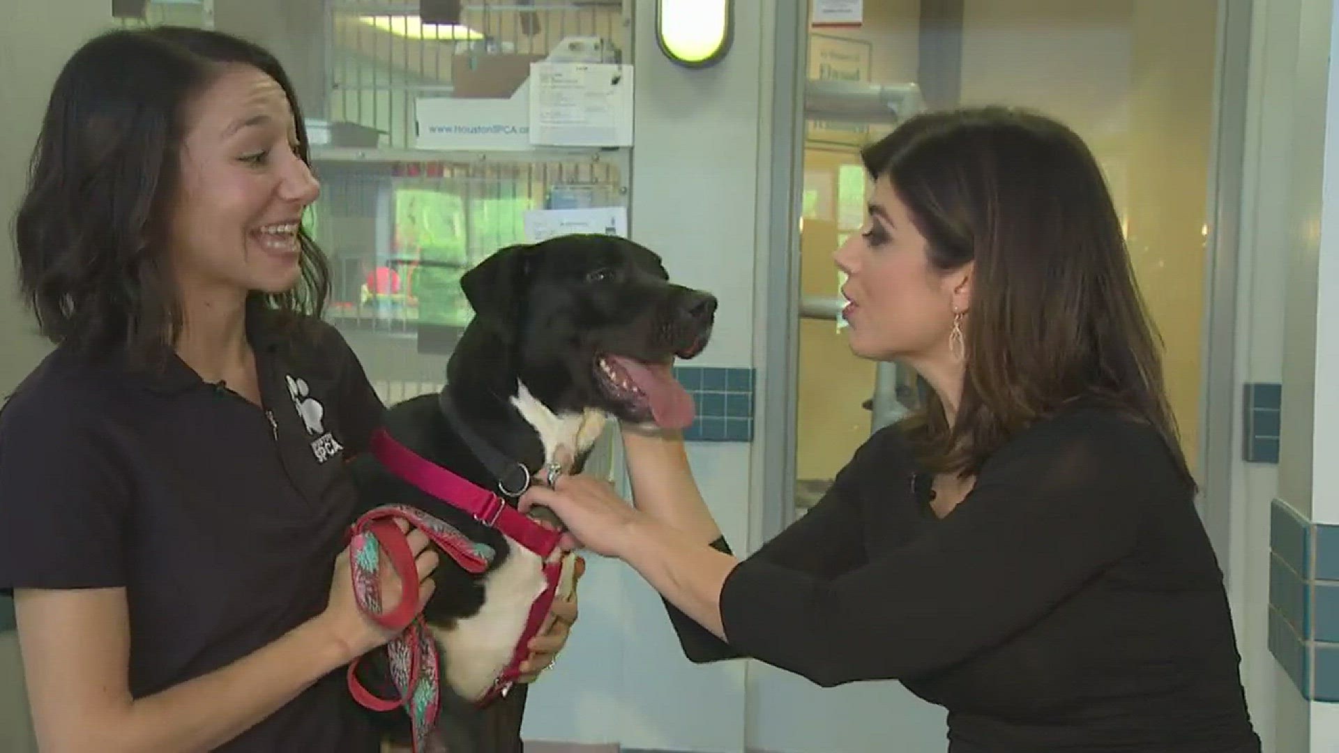 Our Pet of the Week is a beautiful, high-energy black lab mix named Cooper. He's a "65-pound lap dog" that loves people and also loves attention. For more information on Cooper and other homeless animals, please call the Houston SPCA at 713-869-SPCA (7722