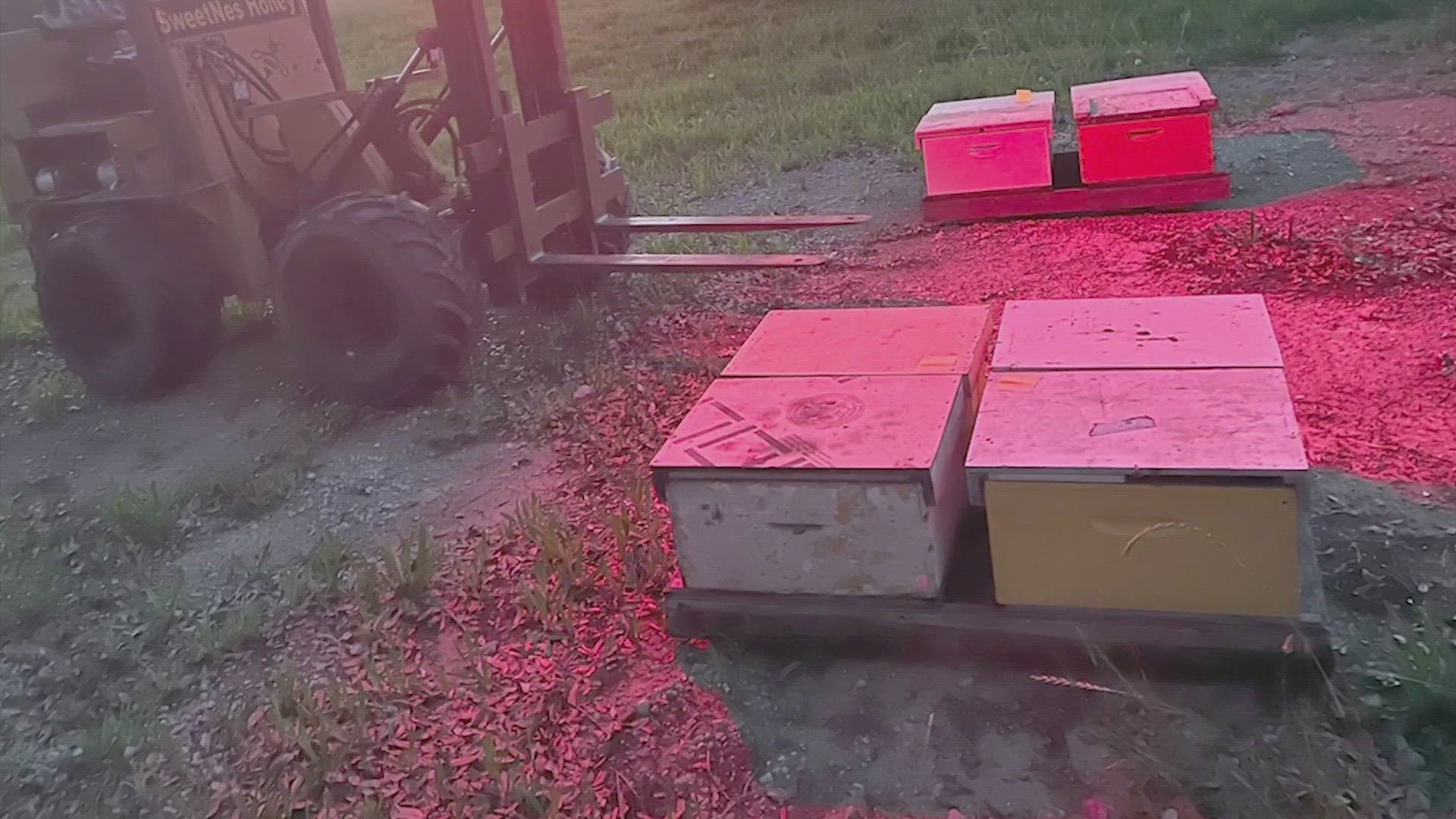 Bees At Sugar Land Aiport Houston News Khou bees-at-sugar-land-aiport-houston-news-khou