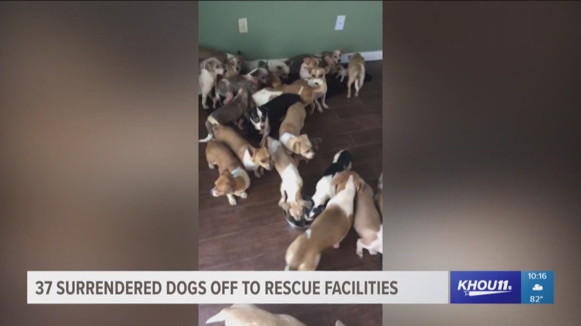37 surrendered dogs off to rescue facilities from Harris County Animal Shelter