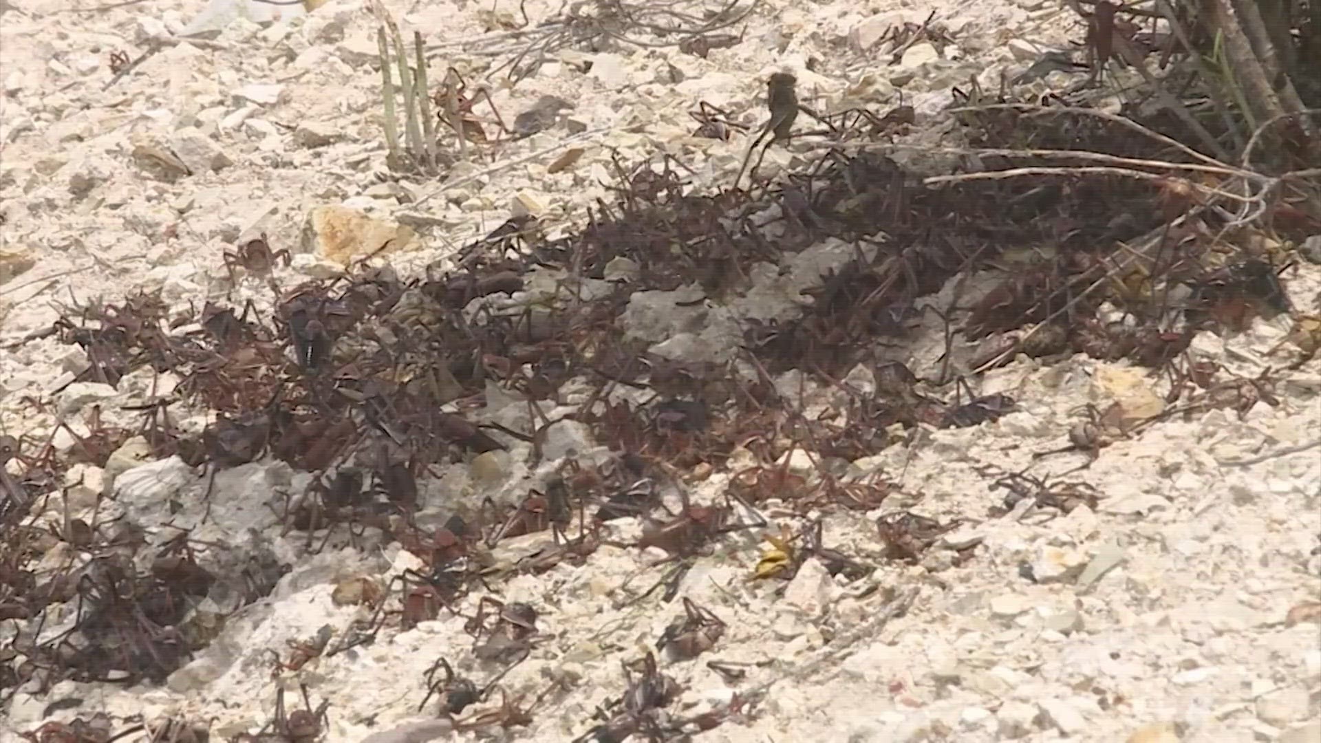 It's an invasion you have to see to believe as crickets take over towns in parts of Nevada.