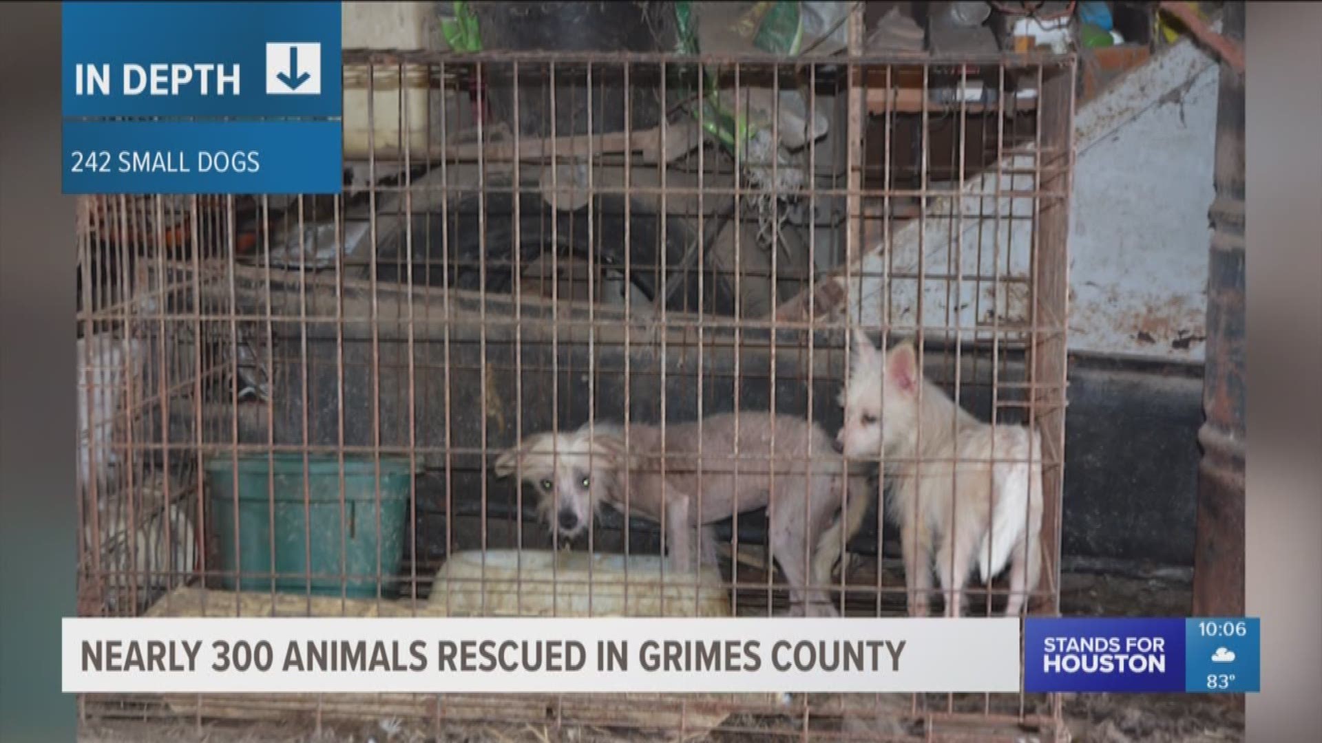 Nearly 300 animals are being cared for after they were rescued from deplorable conditions at a home in Grimes County.