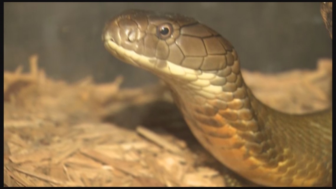 Exotic snakes are popular, and legal, in Texas | khou.com