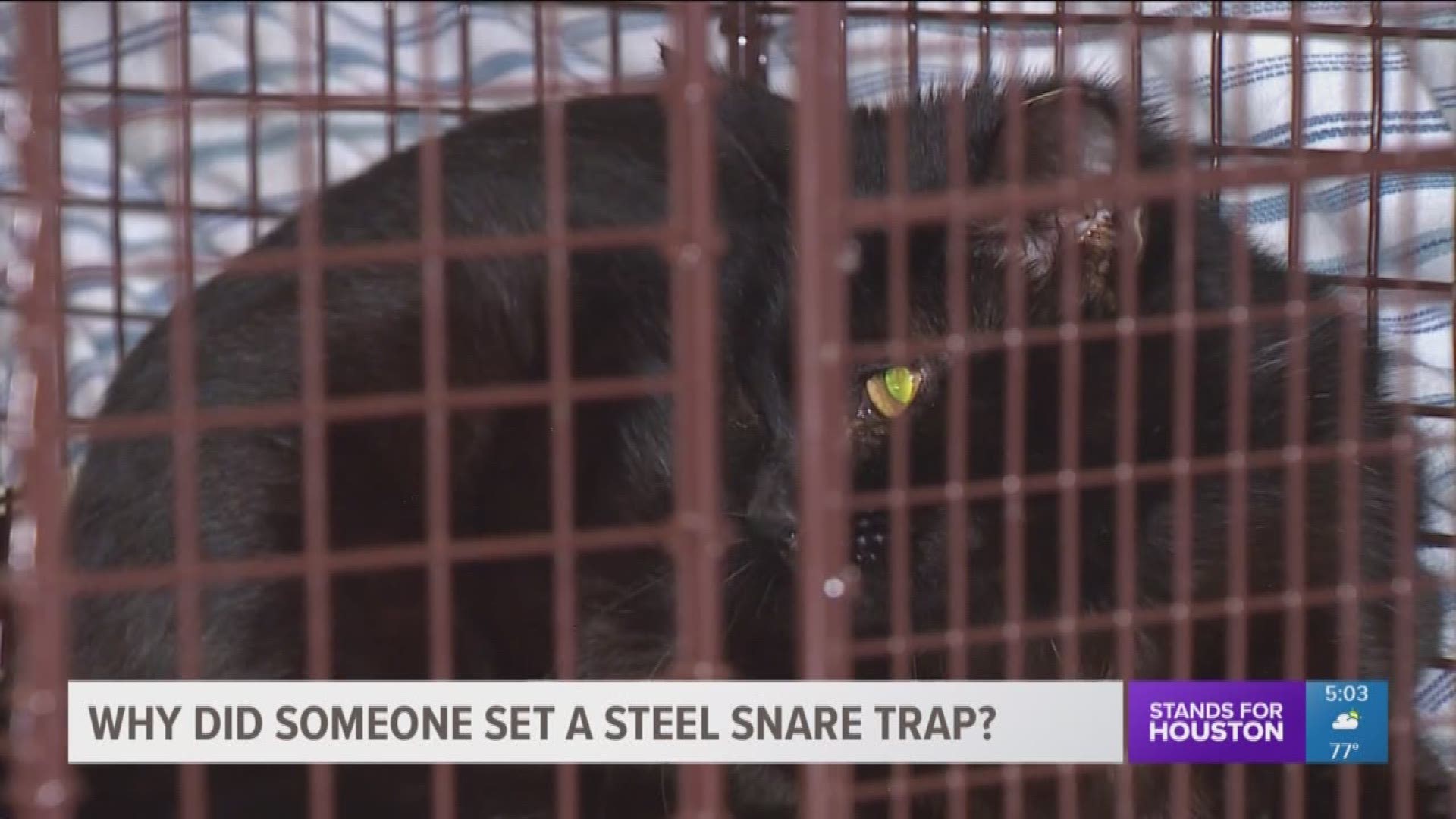 Members of a local animal rescue group are outraged after a cat was found caught in a steel snare trap in the Heights. The Friends For Life rescue organization saved the cat but they want to know who set the "inhumane" trap.