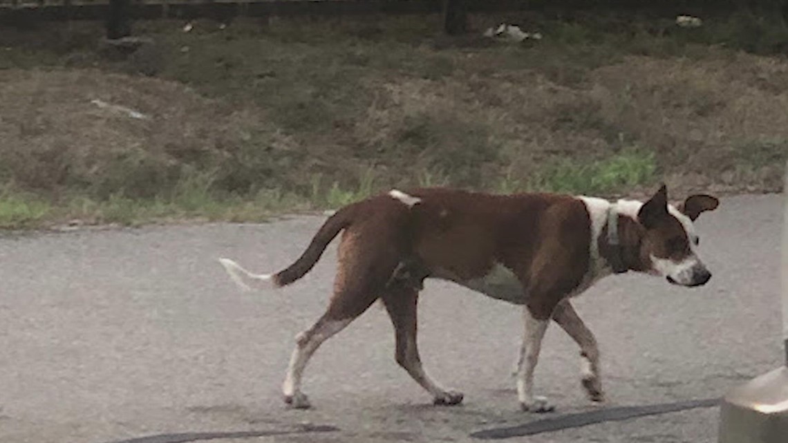 Fresno residents warned to look out for 3 'vicious dogs' that were part ...