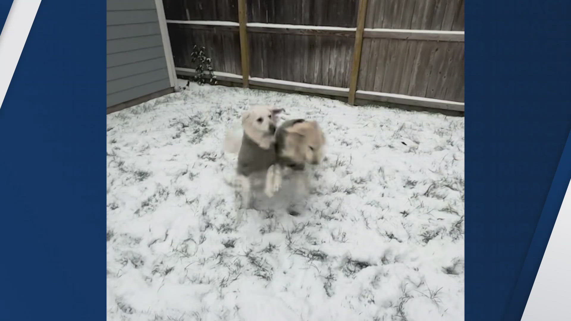 Moment of Zen | Houston-area dogs -- and even a few cats! -- play in the  snow