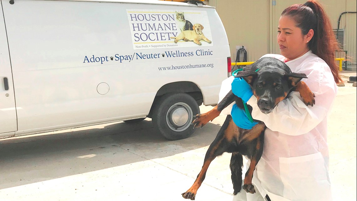 Hank Rosè's dog  Dogs, Pets, Animals