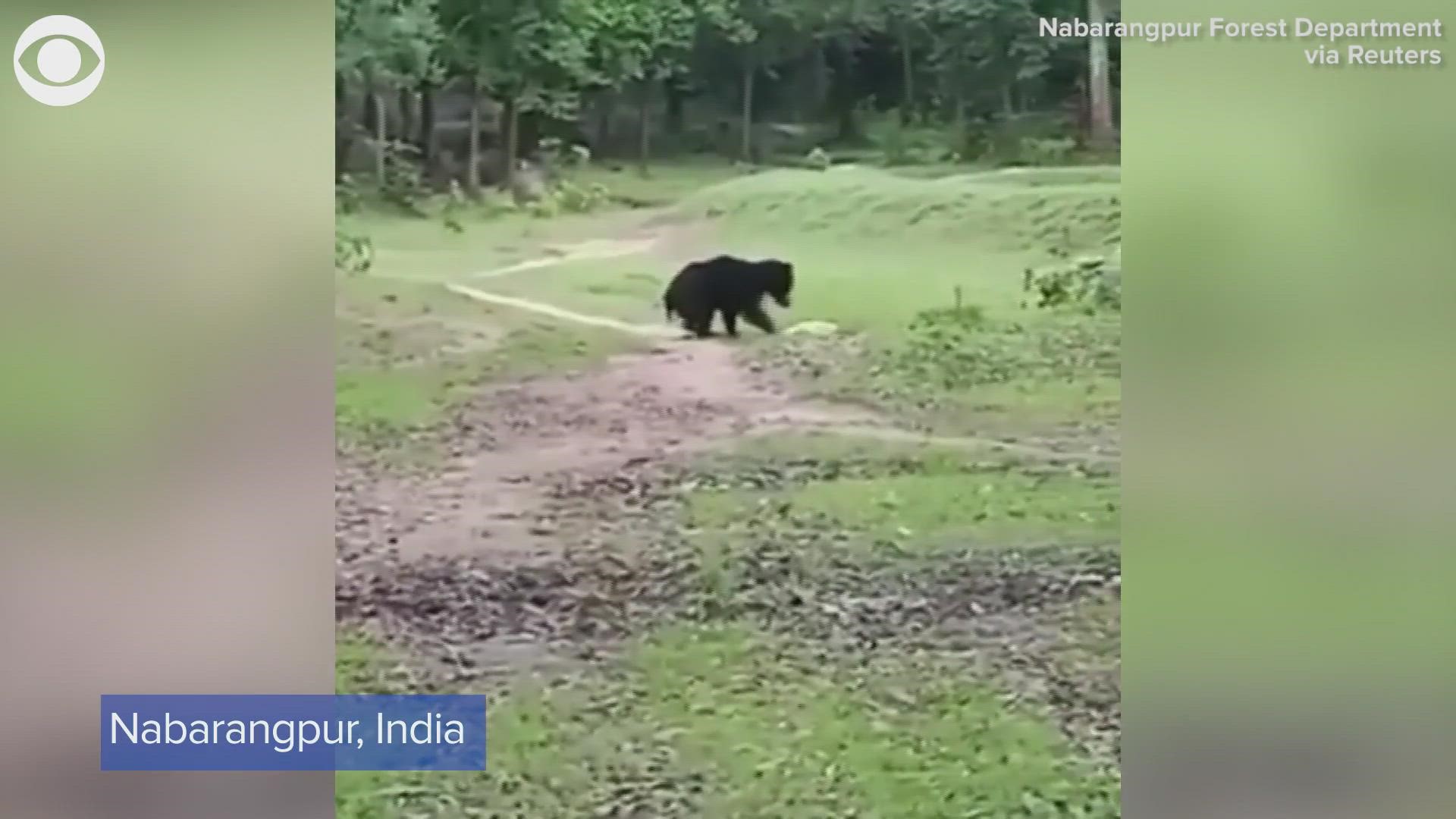 BEARS PLAY BALL: Two bears were recently caught on video playing with a soccer ball in a forest in India.