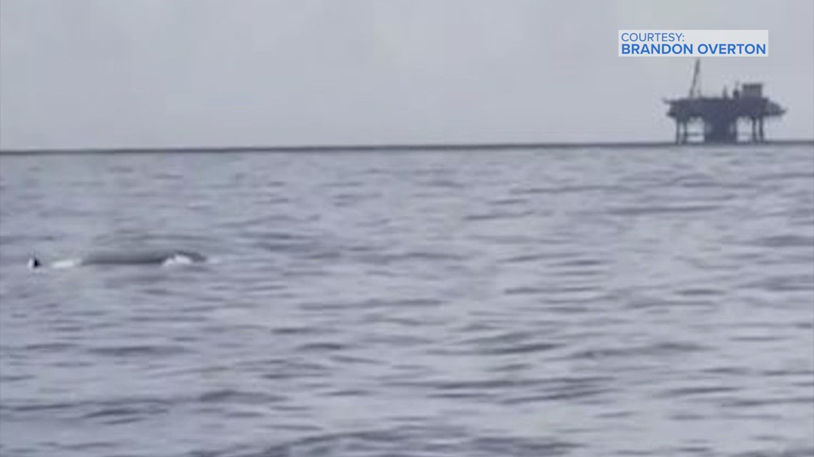 One Of The Rarest Whales On The Planet Spotted Near Galveston ...