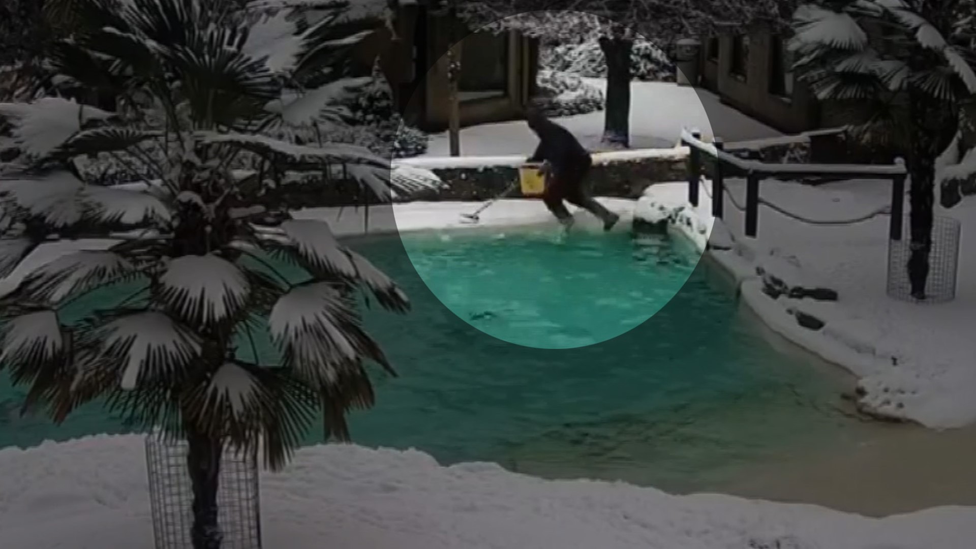 A worker slipped into the penguin pool at an animal park in England.
