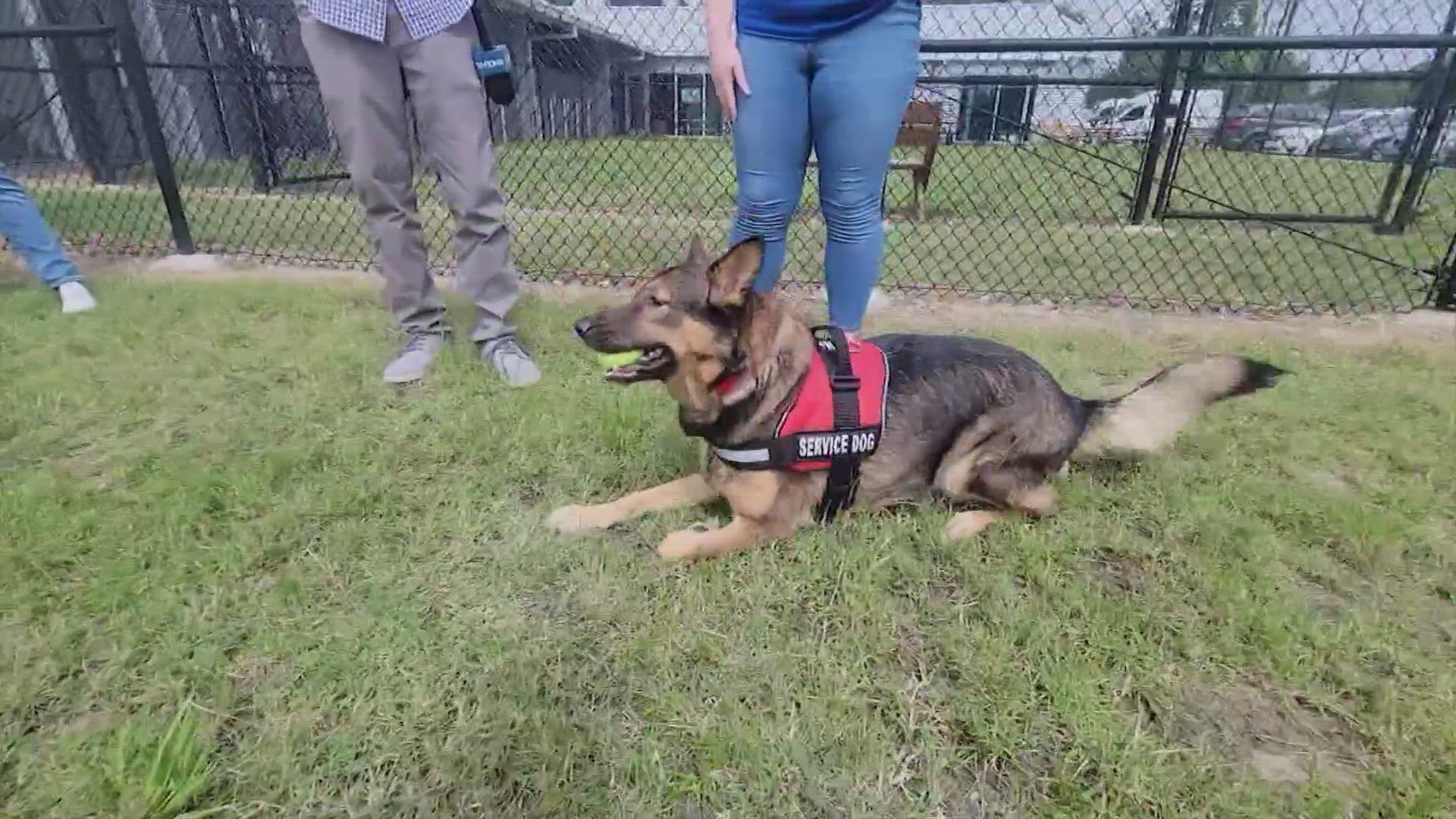 The 2-year-old German shepherd that was found alone at George Bush Park was reunited with its owner.